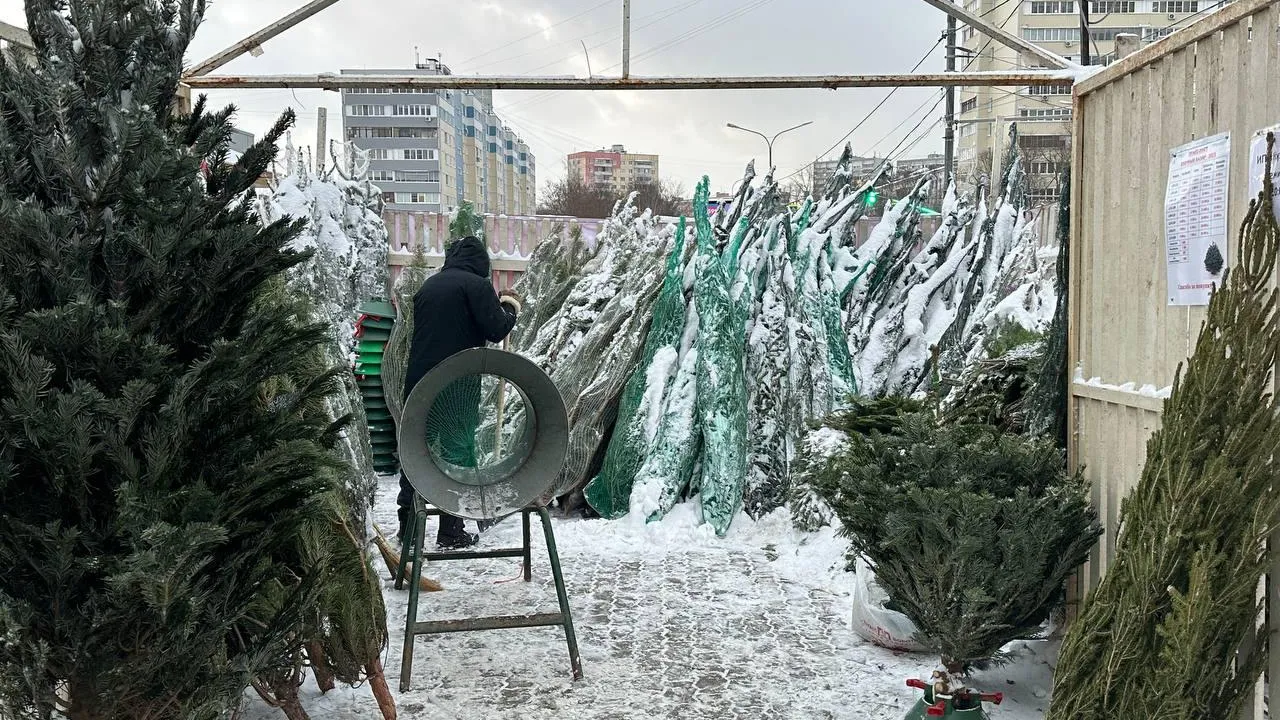 Более 20 елочных базаров открылись в Ленинском городском округе