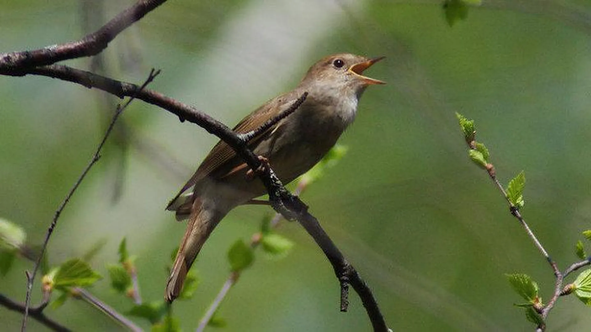 Какие птицы поют звонко. Какие птицы поют звонко. Соловей поет. Какие птицы поют звонко. Соловей.