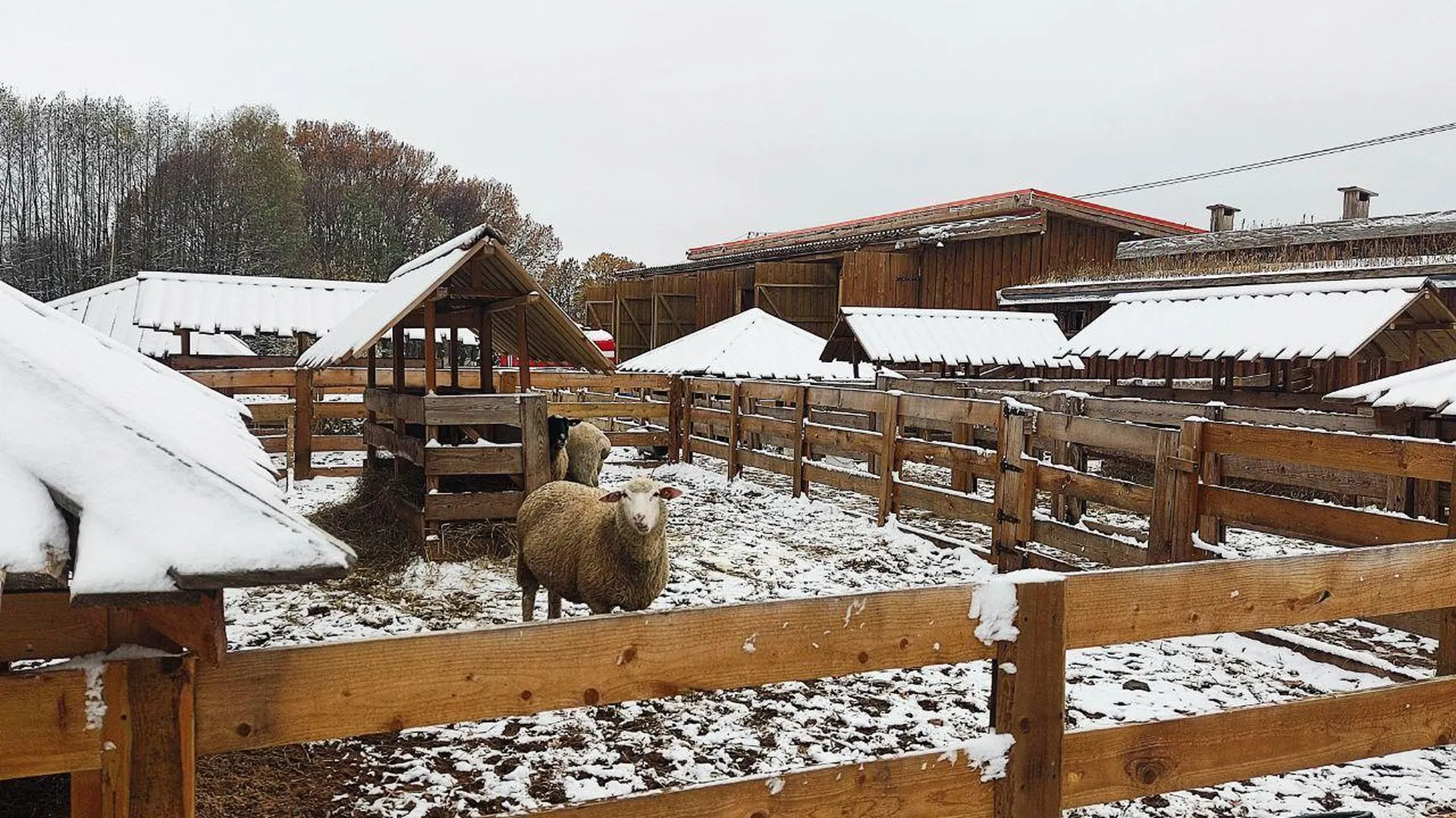 В Серпухове подвели промежуточные итоги реализации инвестпроекта по овцеводству