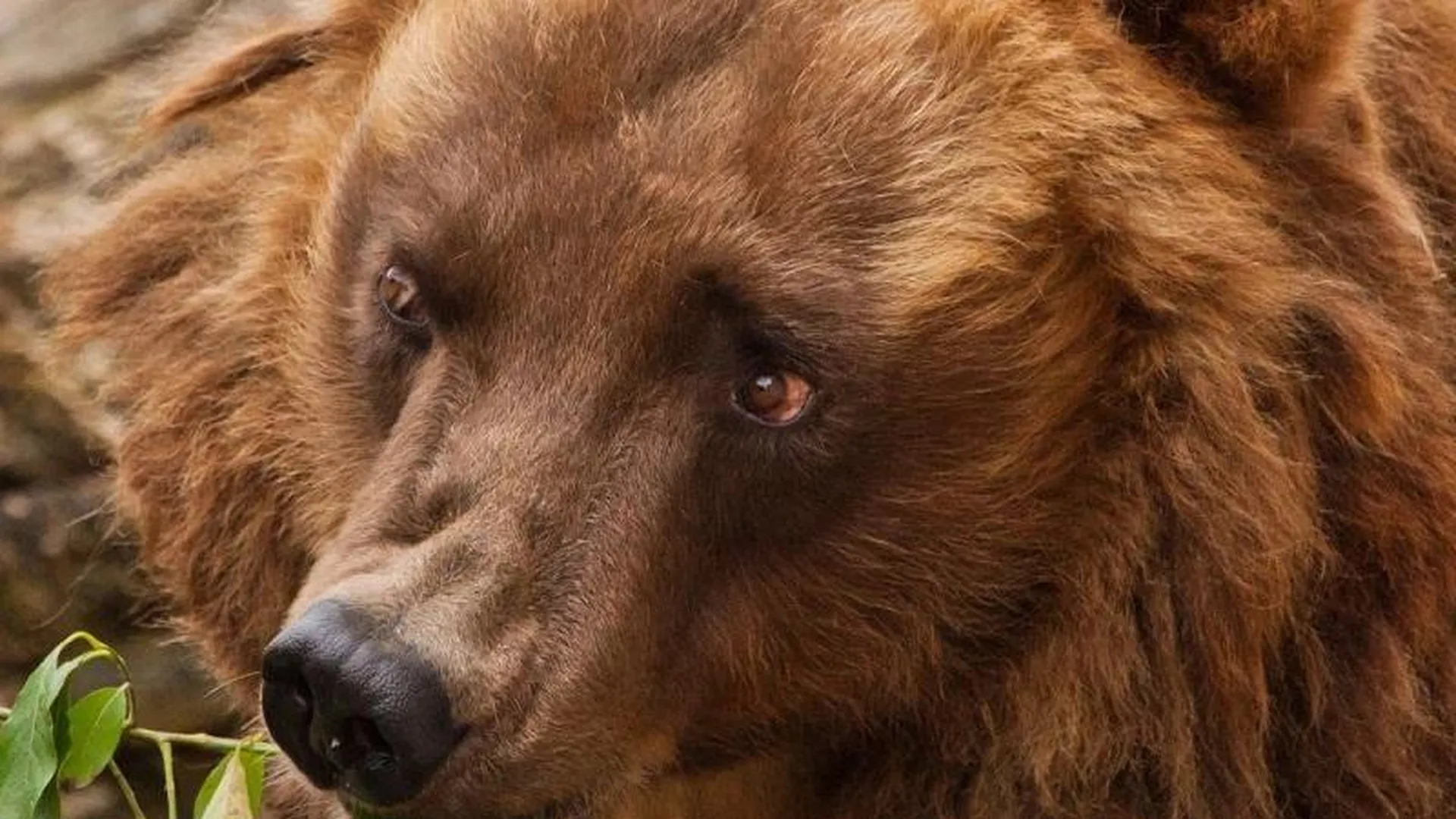 Прокуратура просит изъять у предпринимателя из Богородского округа медведя и страуса