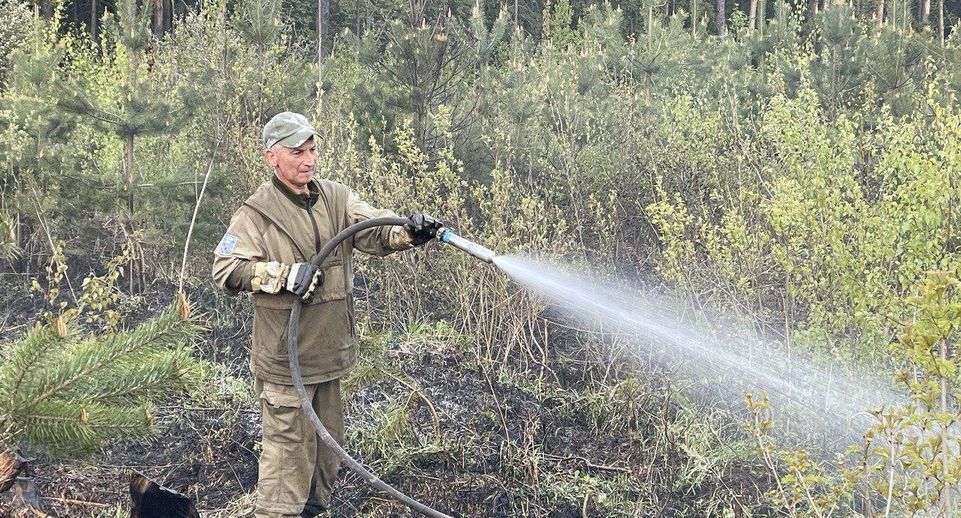 Лесной пожар ликвидировали в Пушкине