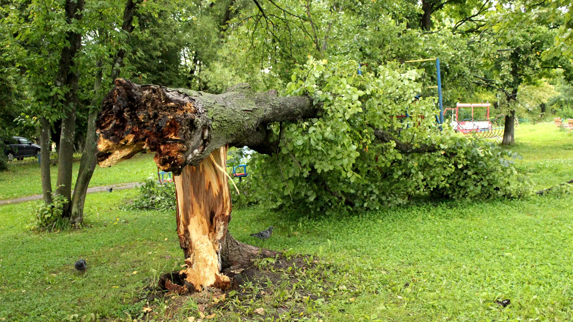 В Москве коммунальщики пилят упавшие от непогоды деревья и разбирают завалы