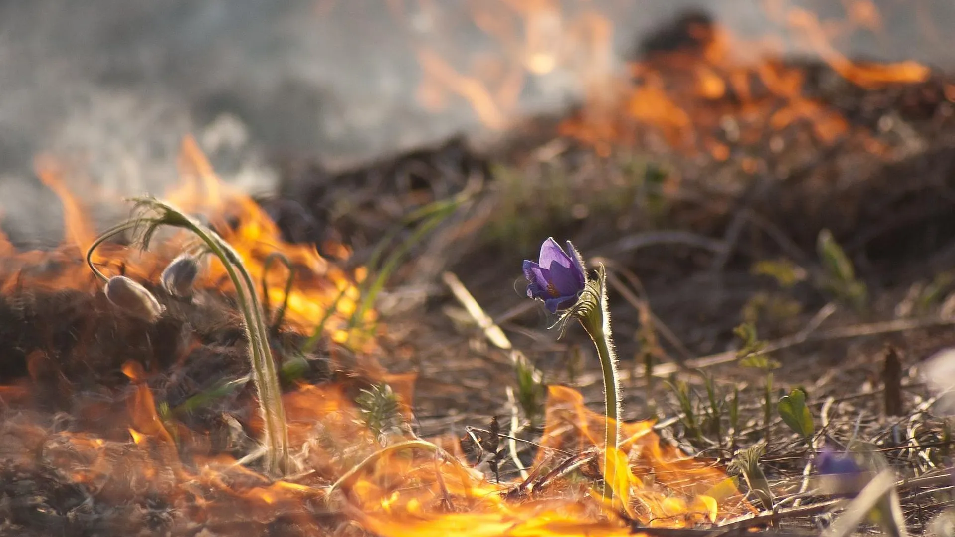 Зампред правительства Подмосковья напомнил об опасности сжигания травы