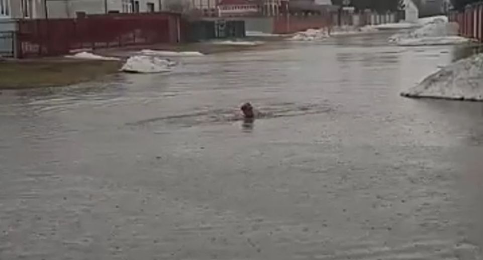 Районные власти на Алтае осудили главу села, который плавал по затопленной улице