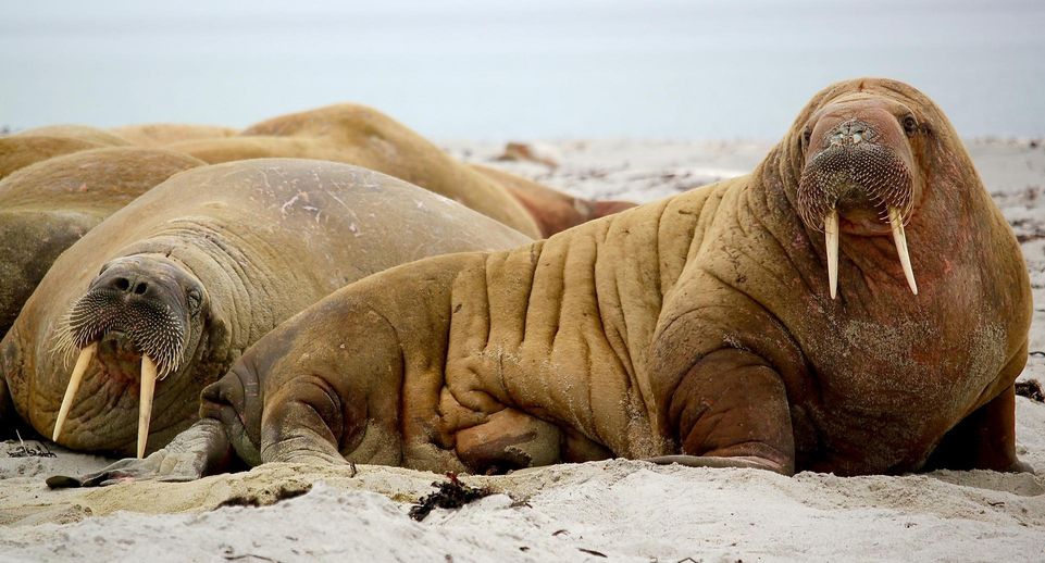 Домодедовские таможенники нашли в багаже пассажира 11 бивней редких моржей