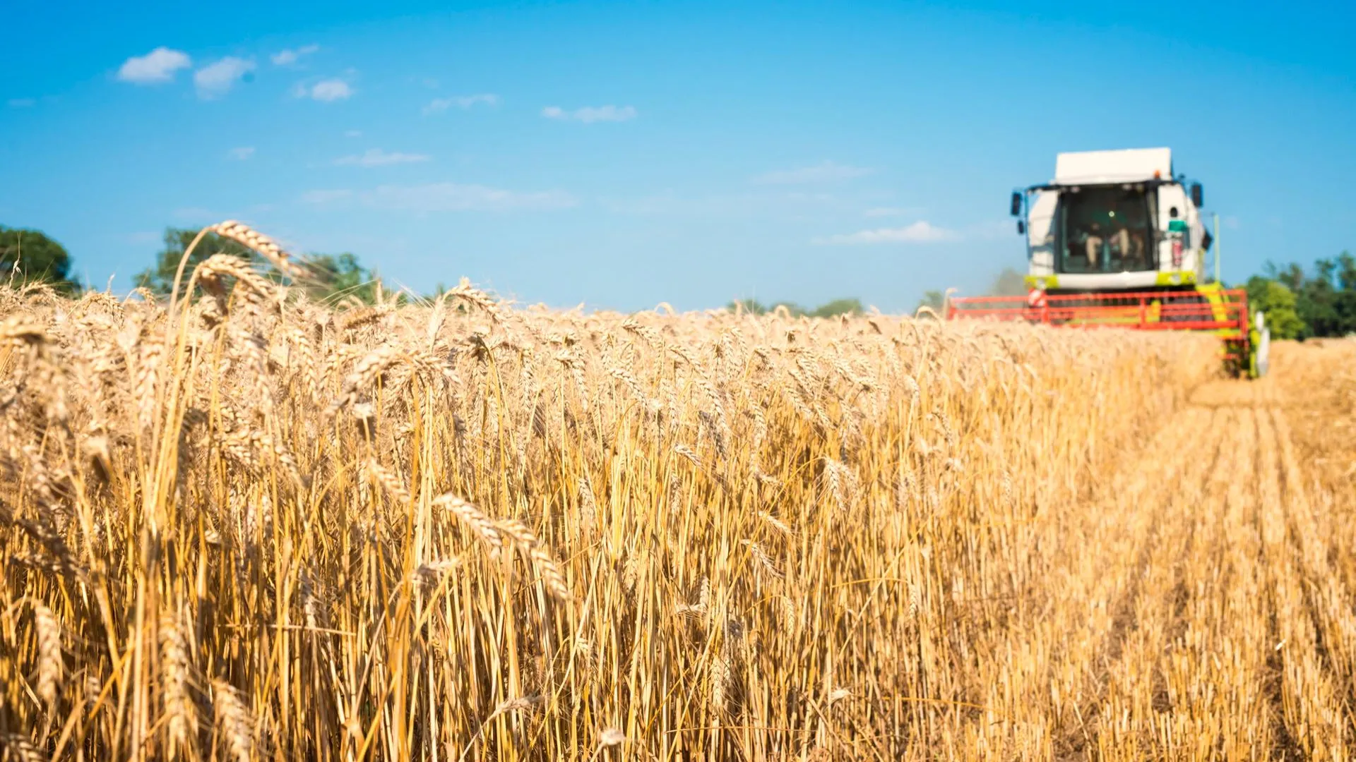 ЕК предложила ввести тарифы на российские и белорусские зерновые продукты