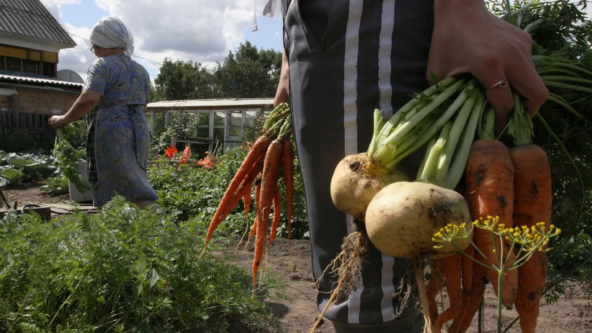 52% опрошенных россиян будут выращивать овощи, даже если цена на них сильно снизится