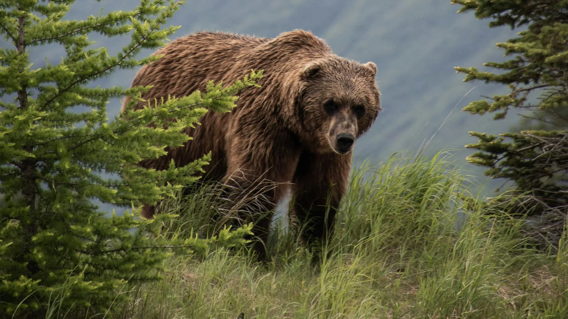 Камчатские браконьеры с вертолета расстреливали медведей