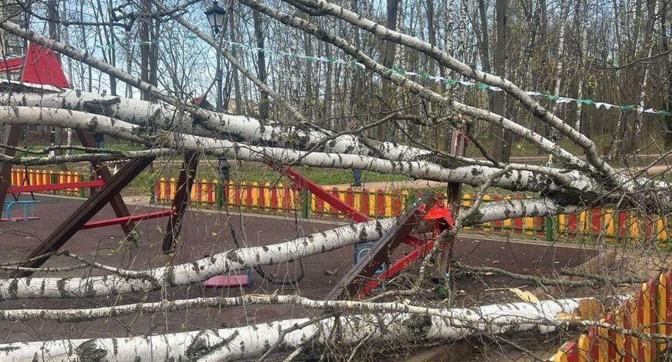 Упавшее дерево едва не убило 2-летнюю девочку в Красногорске