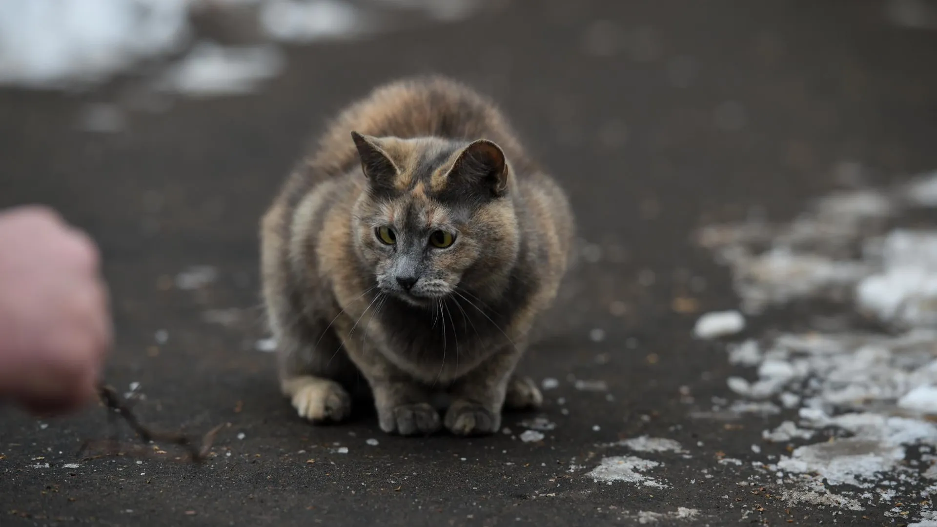 Николай Корешков