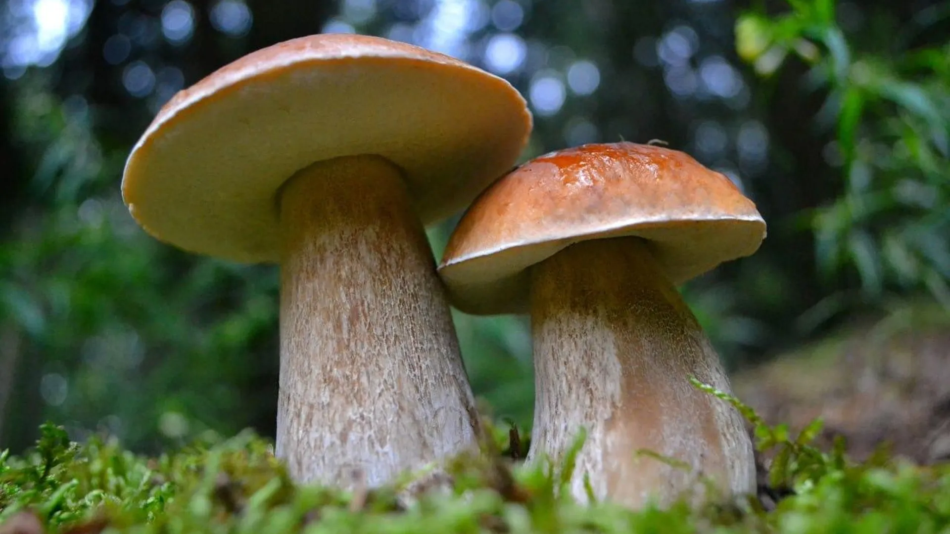 В лесах Подмосковья завершается летний грибной сезон