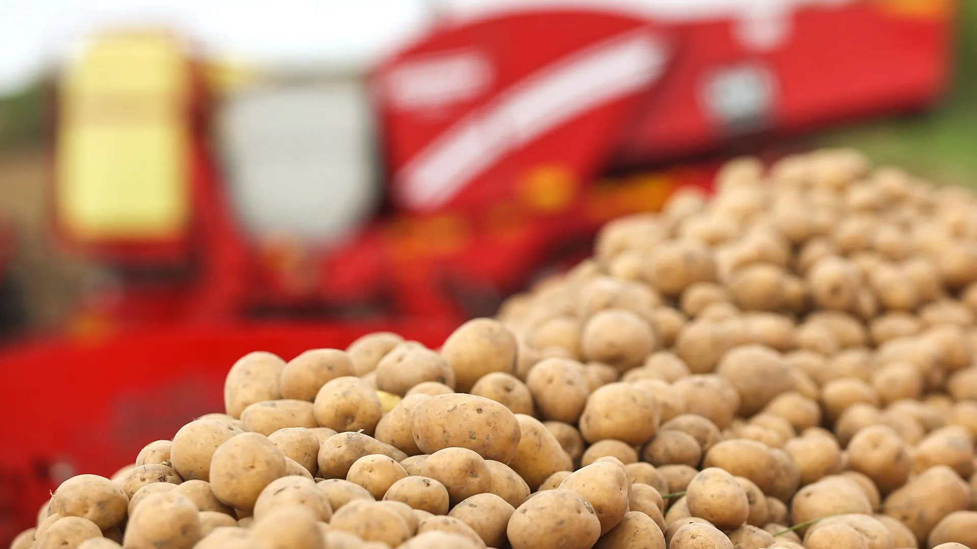 Более 170 тыс тонн картофеля собрали в Подмосковье