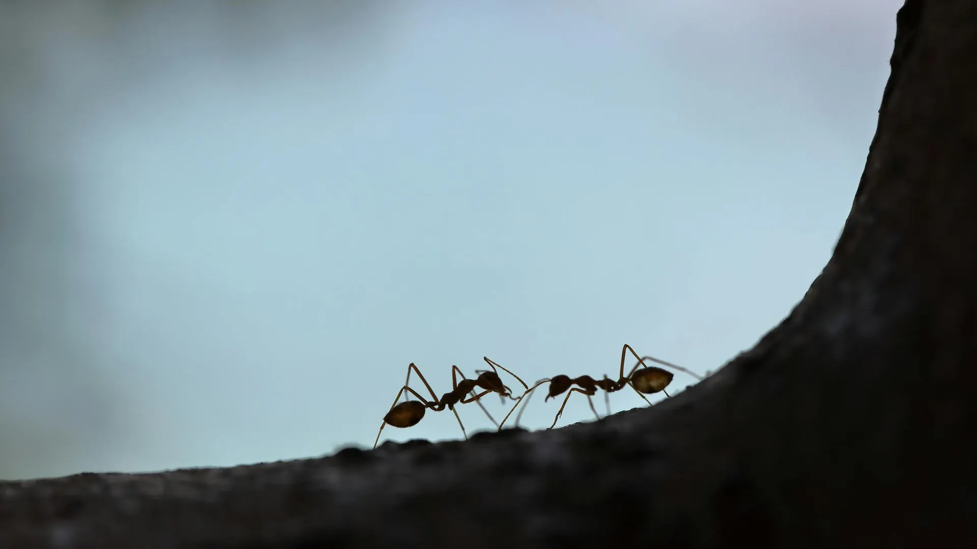 Канадские ученые нашли спасение от клещей в муравьиных феромонах