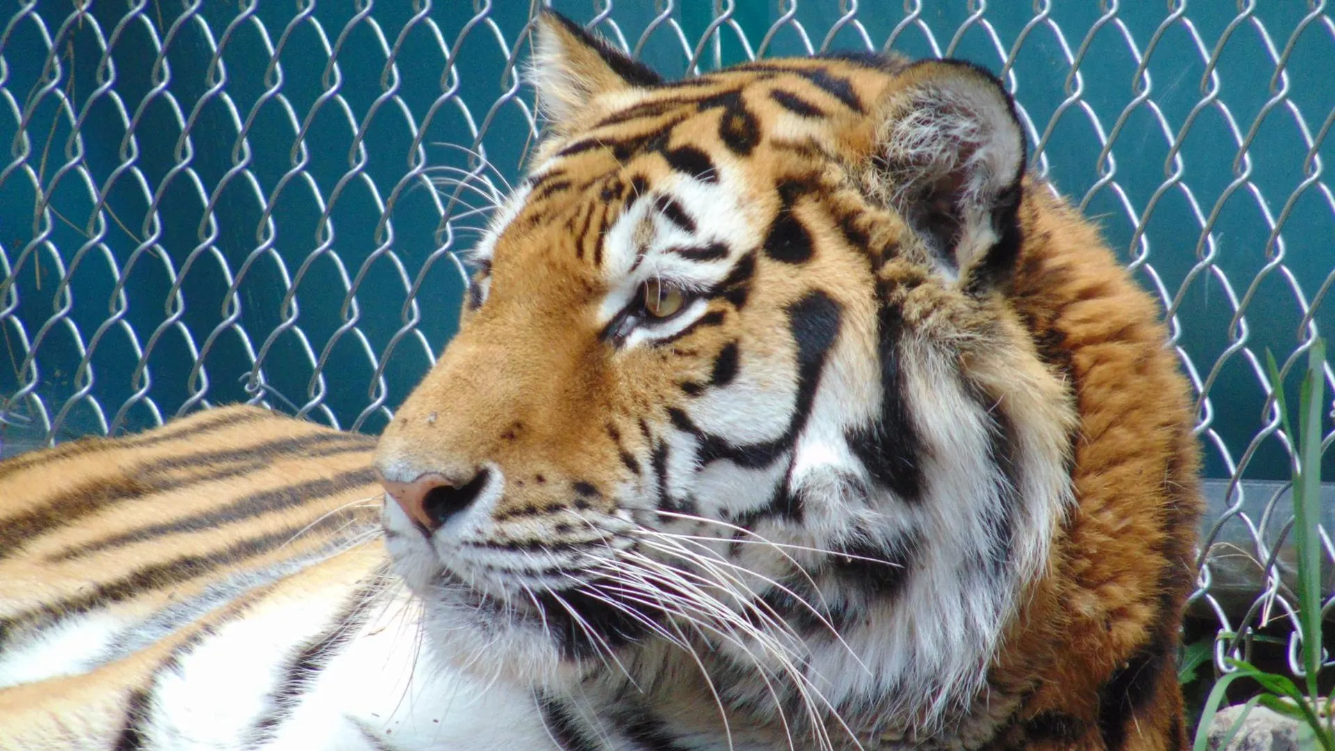 Амурский тигр напал на лесозаготовителя в Хабаровском крае