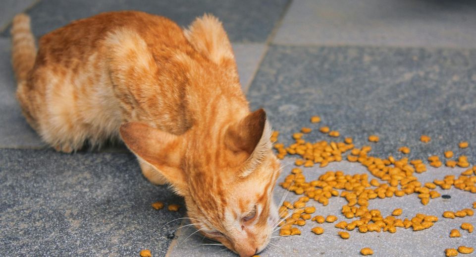 Производитель опроверг данные о содержании свинца в корме для кошек Chammy