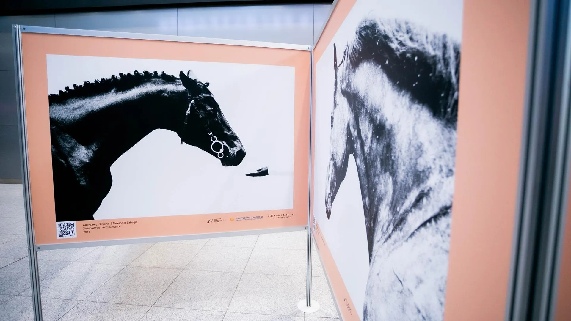 В аэропорту Шереметьево пройдет фотовыставка, посвященная лошадям