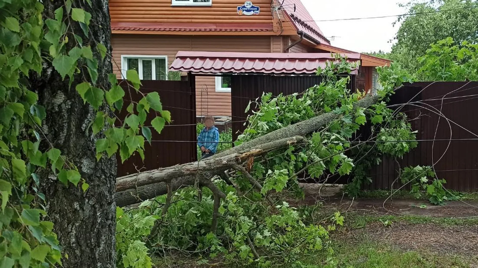 Подмосковные спасатели освободили двор частного дома от упавшего во время  непогоды дерева | РИАМО в Мытищах