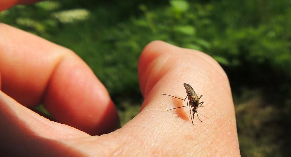 Аллерголог Быков: ультразвук и некоторые запахи защитят от комаров