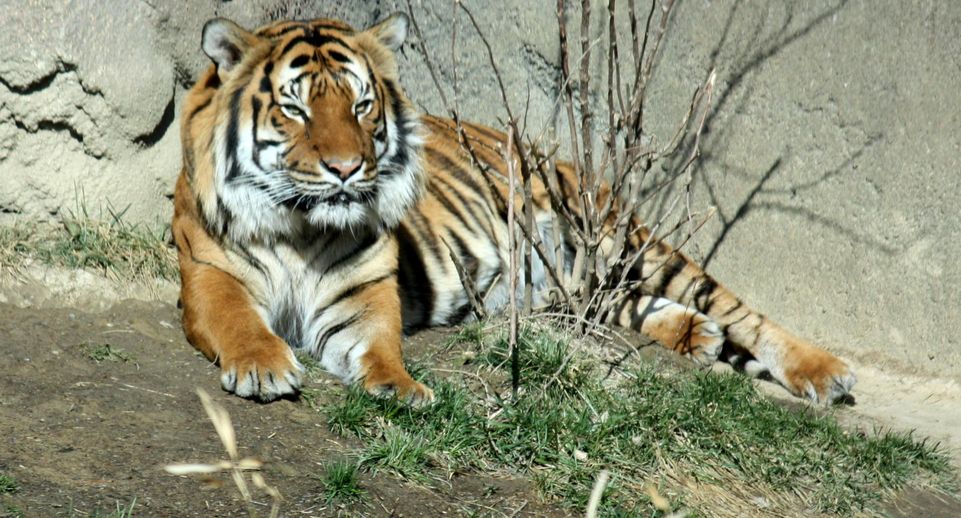 CNN: популяции малайских тигров грозит полное уничтожение