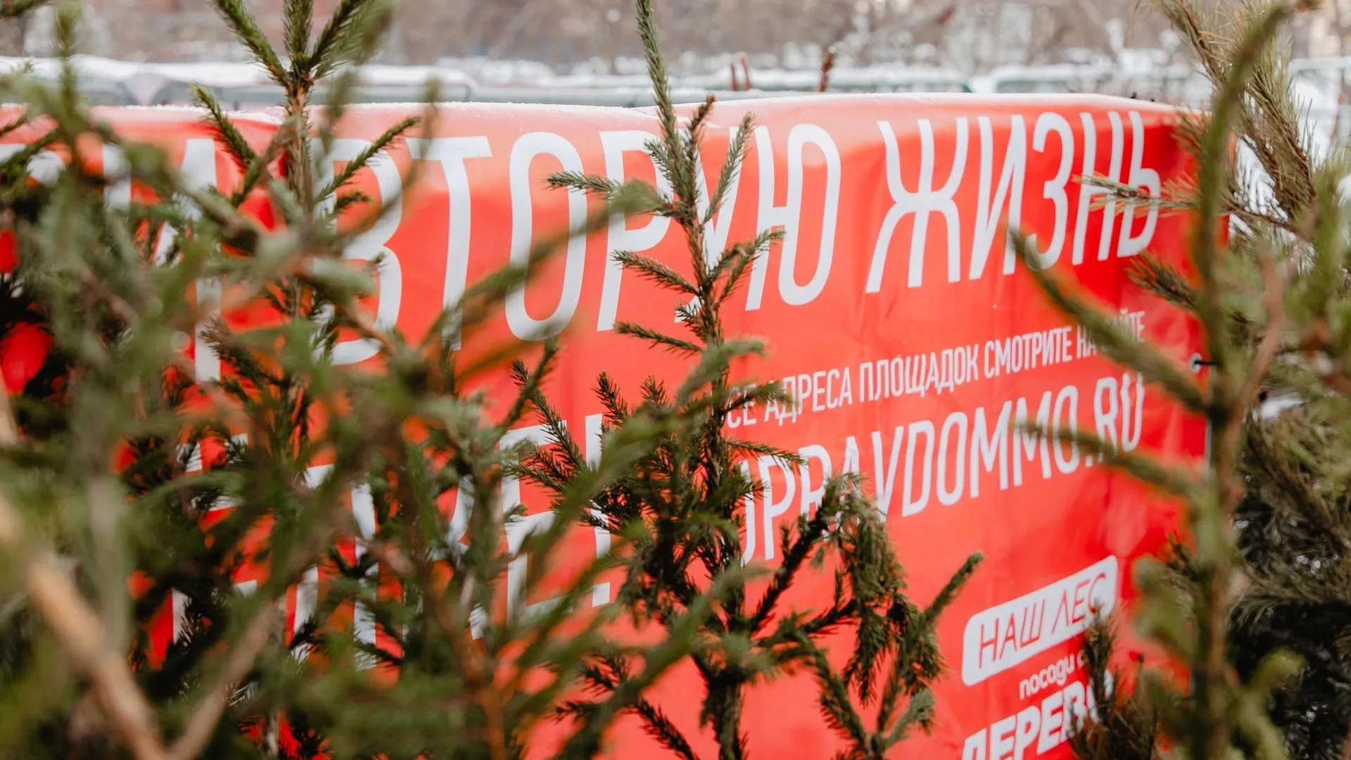 В Подмосковье напомнили правила утилизации новогодних украшений