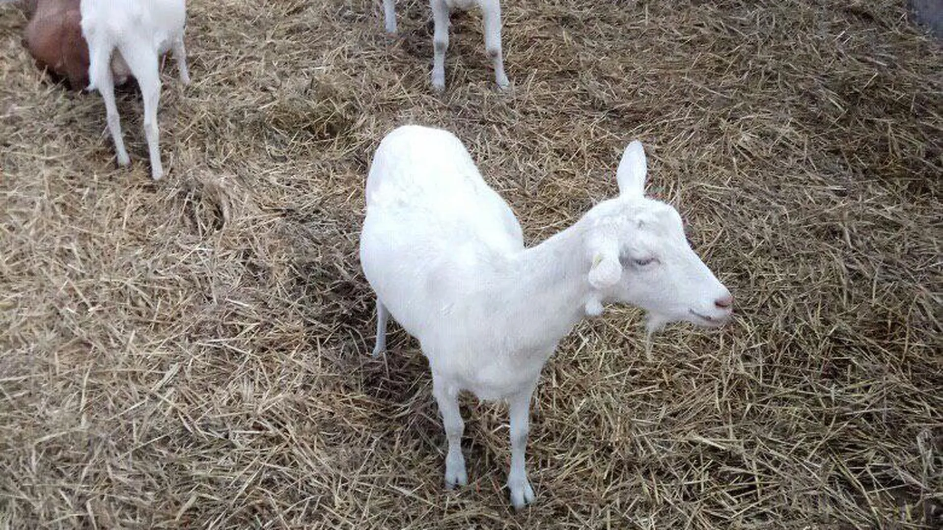 Молочную ферму на 3 тысячи дойных коз построят в Подмосковье