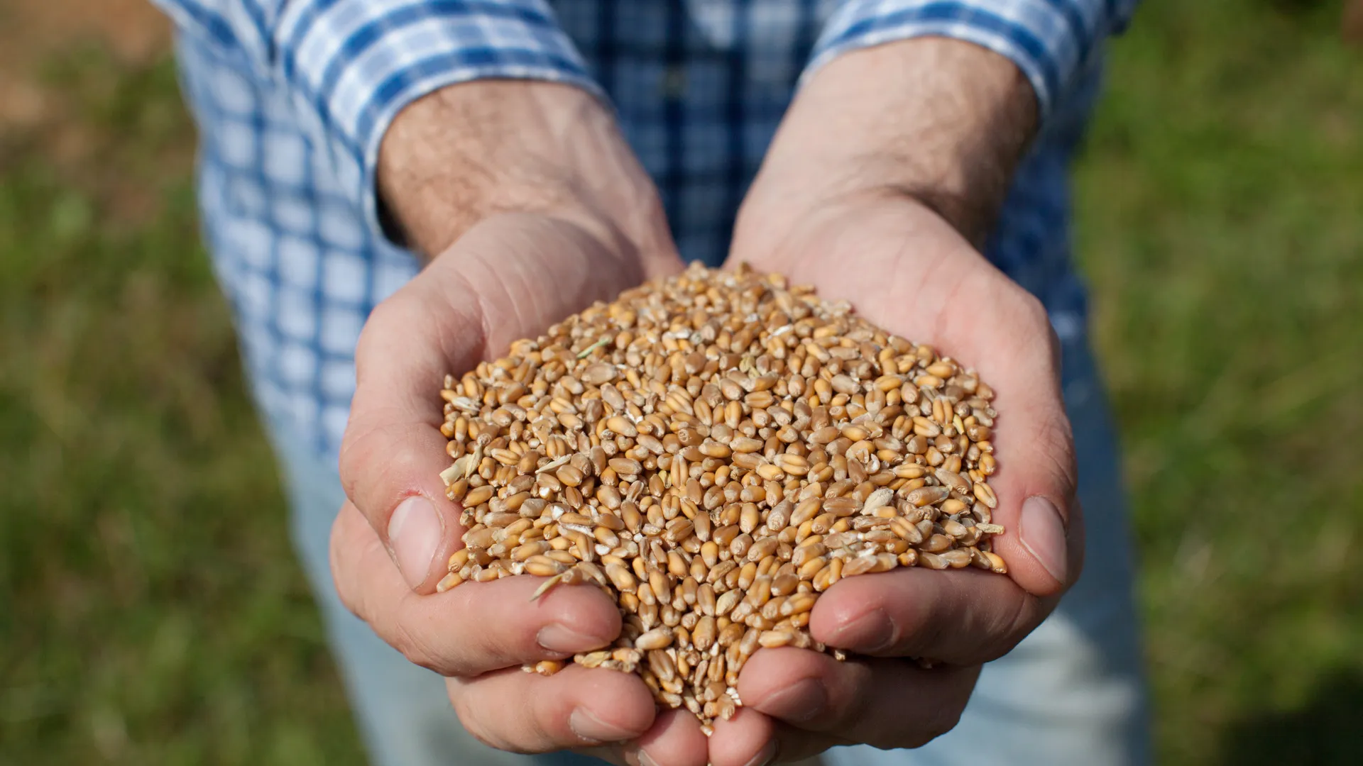 В РФ утвердили дополнительную тарифную квоту на вывоз зерновых в 2024 г