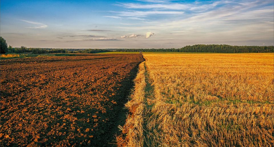 Свыше 27 га земли перейдут сельхозтоваропроизводителям Подмосковья