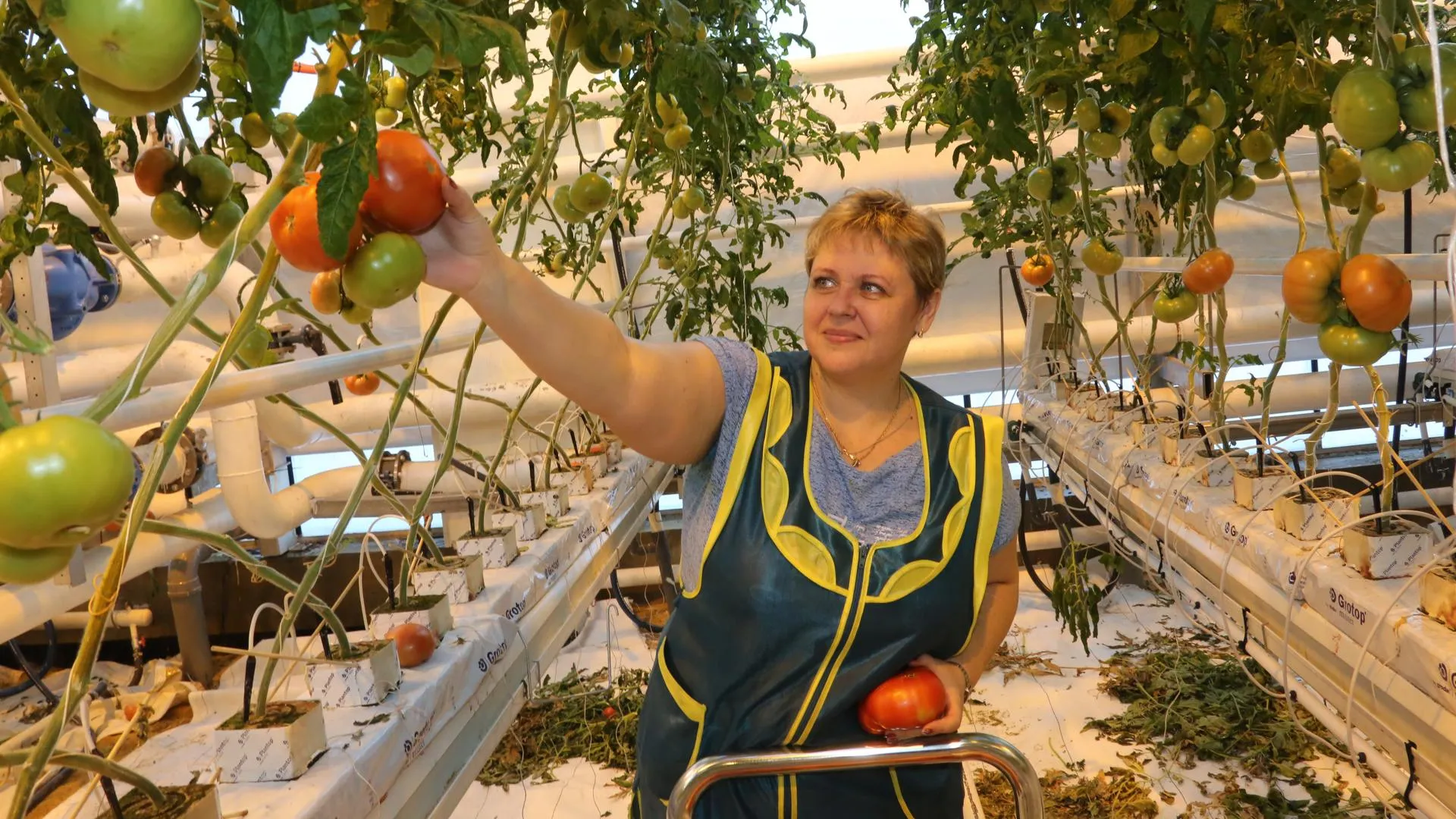 Названы самые эффективные сорта томатов для огородников