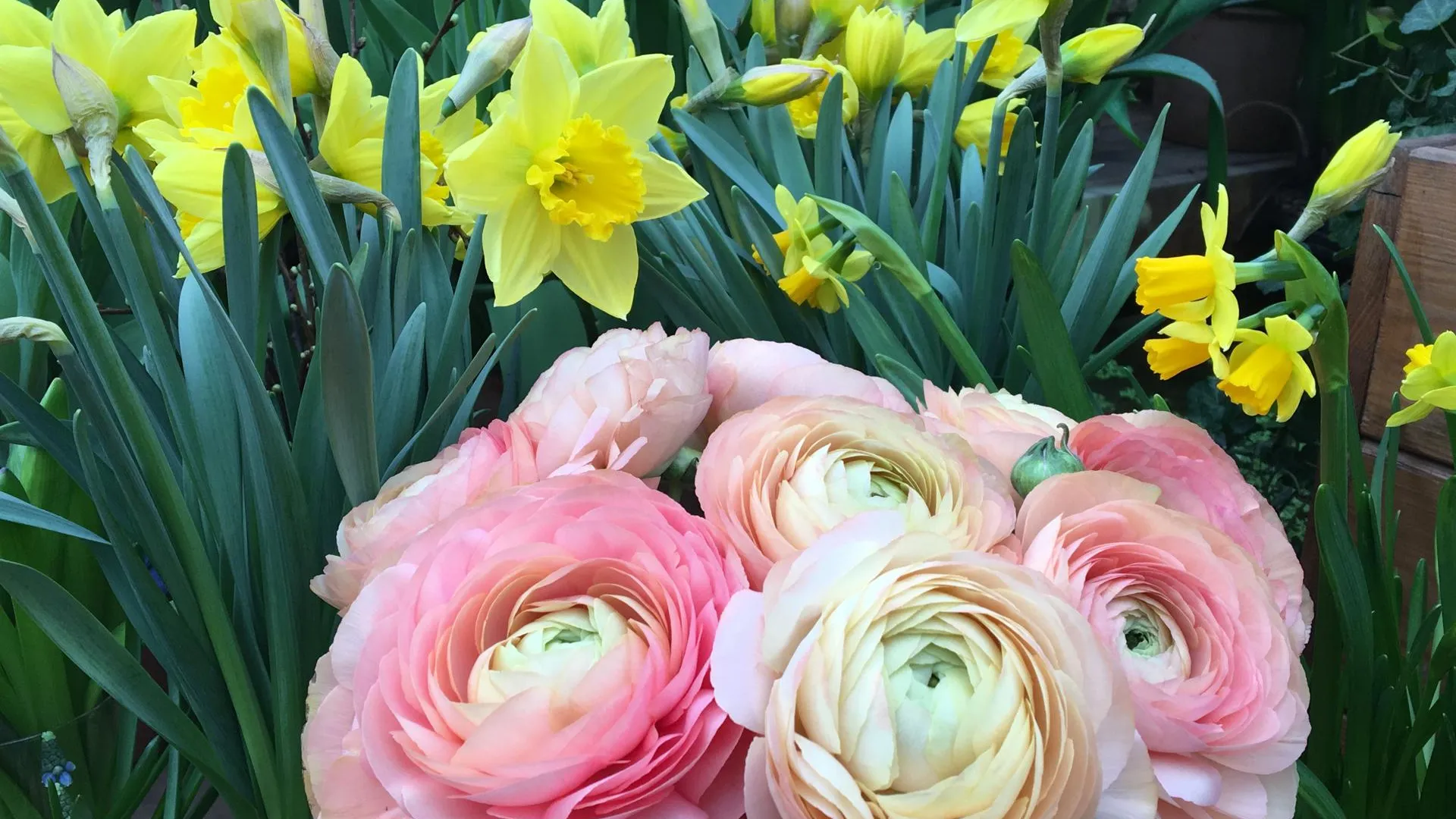Весенний фестиваль цветов стартует в субботу в столичном «Аптекарском огороде»