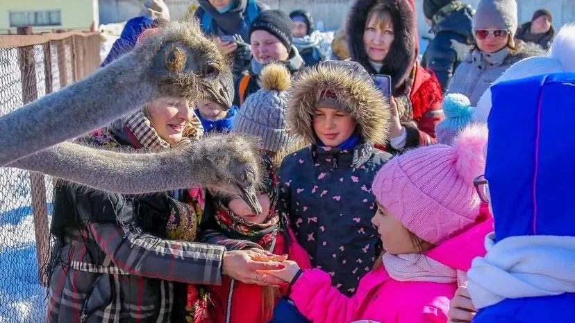 Блины из страусиных яиц приготовят на ферме Подмосковья 16 и 17 марта