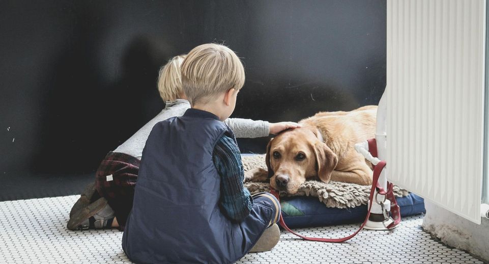 Кинолог Голубев: невозможно заставить собаку любить детей