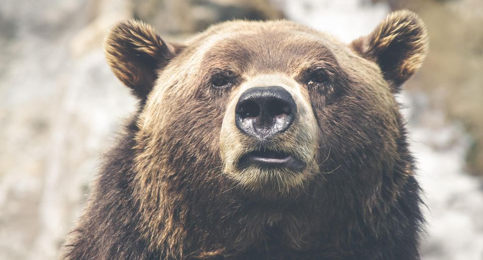 В Калифорнии медведь растерзал и несколько дней питался телом 71-летней женщины