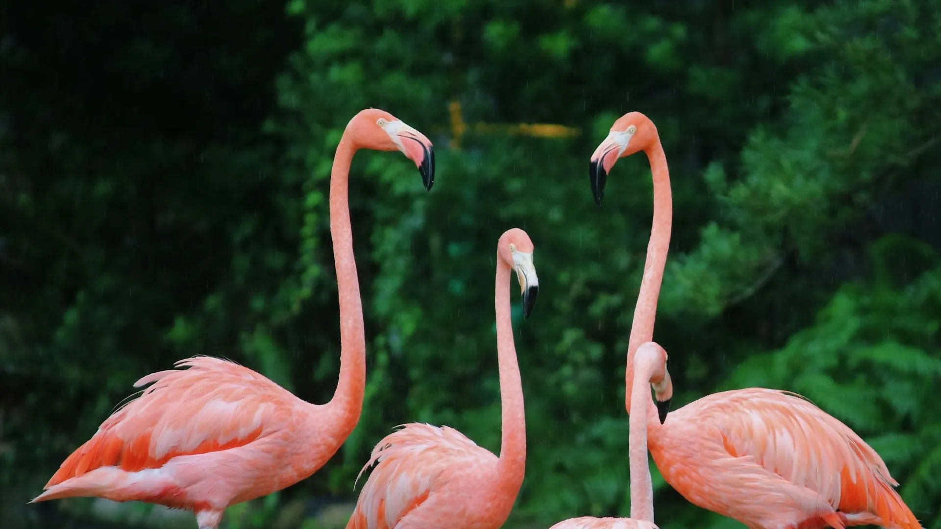 Пушилин назвал розовых фламинго туристическим достоянием ДНР