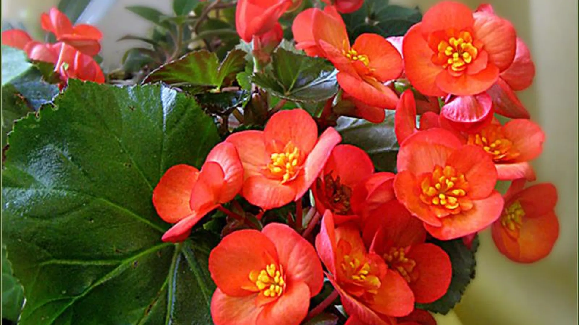 Бигония. Бегония. Бегония горшечная. Бегония зимоцветная
