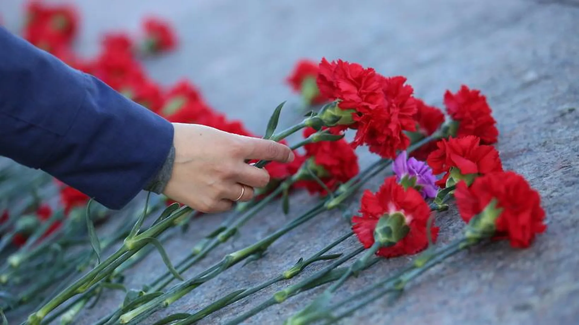 И гвоздики кладут. Гвоздики возложение. Гвоздика на возложение. Цветы на 9 мая. Гвоздика на памятник.