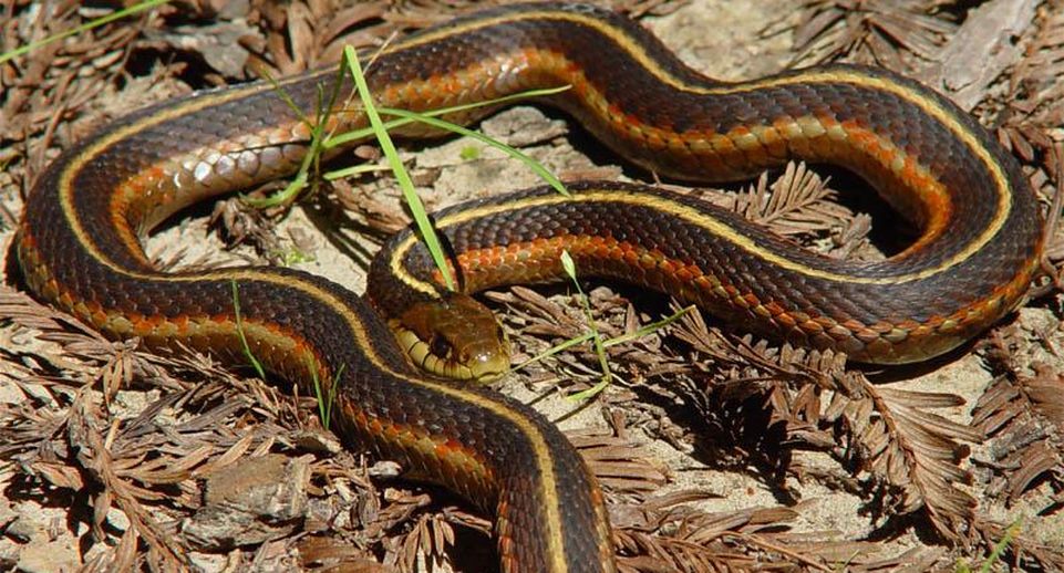 Ученые из Канады нашли признаки самоосознания у восточных подвязочных змей