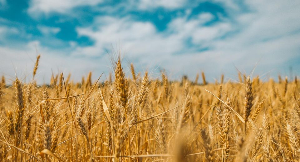 В РФ разрешили продажу до 500 тыс тонн пшеницы из госфонда