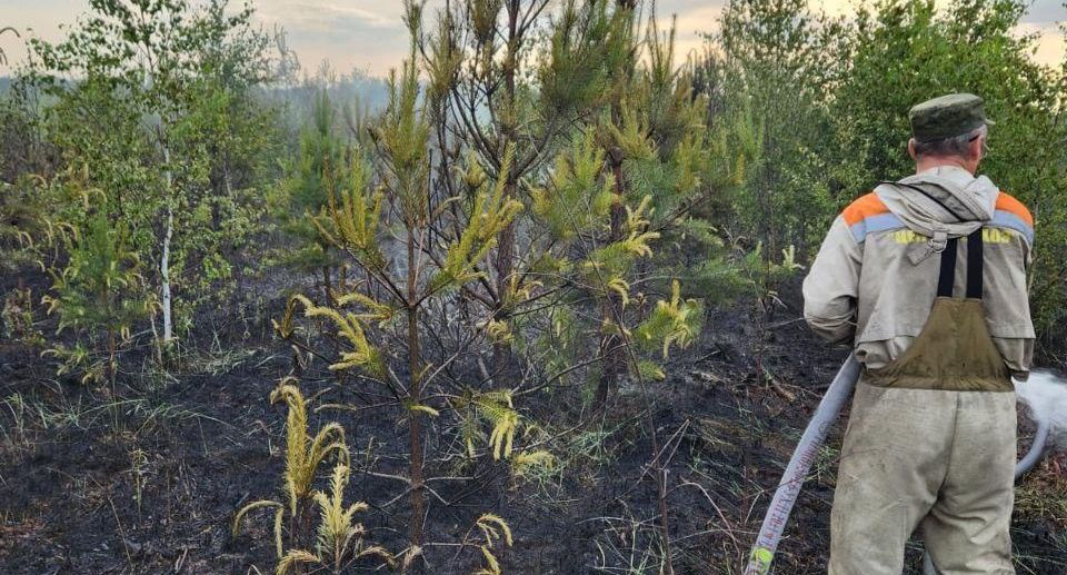 Лесной пожар ликвидировали в Раменском округе
