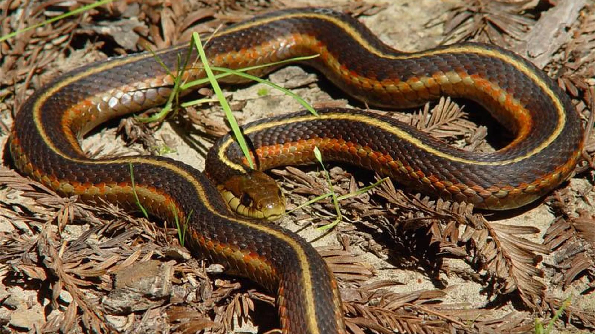 Ученые обнаружили признаки самоосознания у одного из видов змей