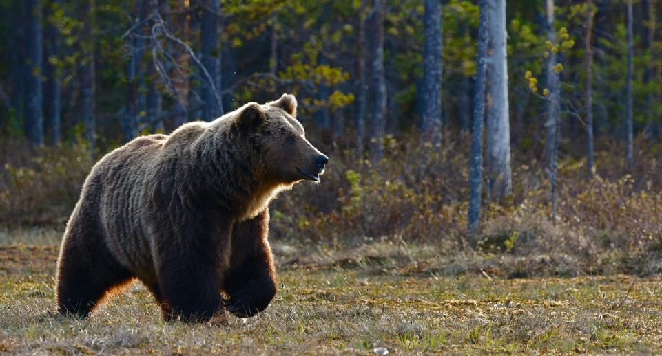 Агрессивная семья медведей напала в Башкирии на парня, вышедшего на пробежку