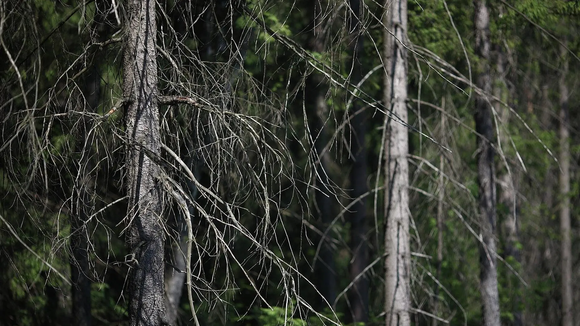 Последствия эпидемии короеда в лесах Подмосковья устранят в 2019 году