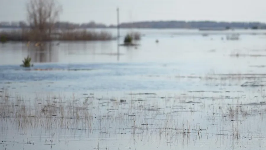 Биолог Федоров предупредил о риске появления чумы на затопленных территориях