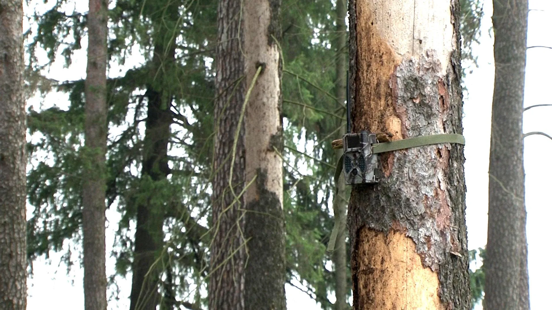 Более 30 фотоловушек установили в лесах Подмосковья — Комлесхоз