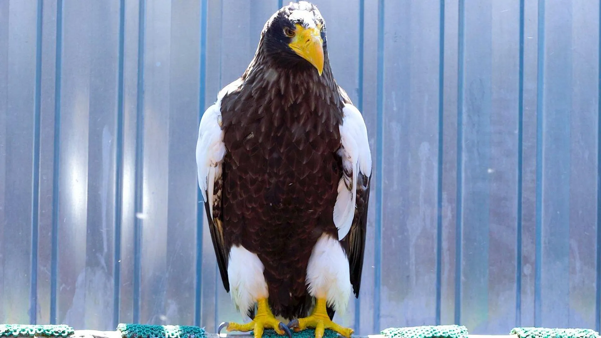 В центре воспроизводства Московского зоопарка вылупились птенцы редких орланов