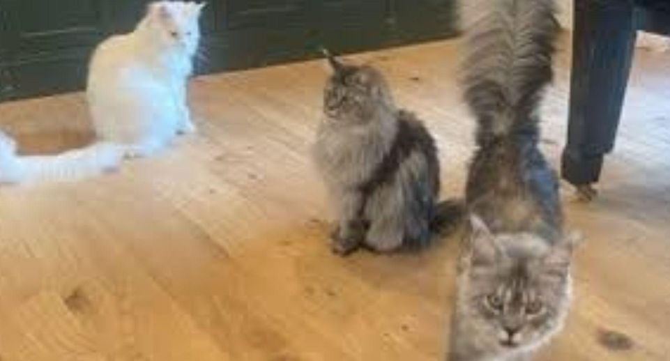 Мейн-куна из США признали котом с самым длинным хвостом в мире