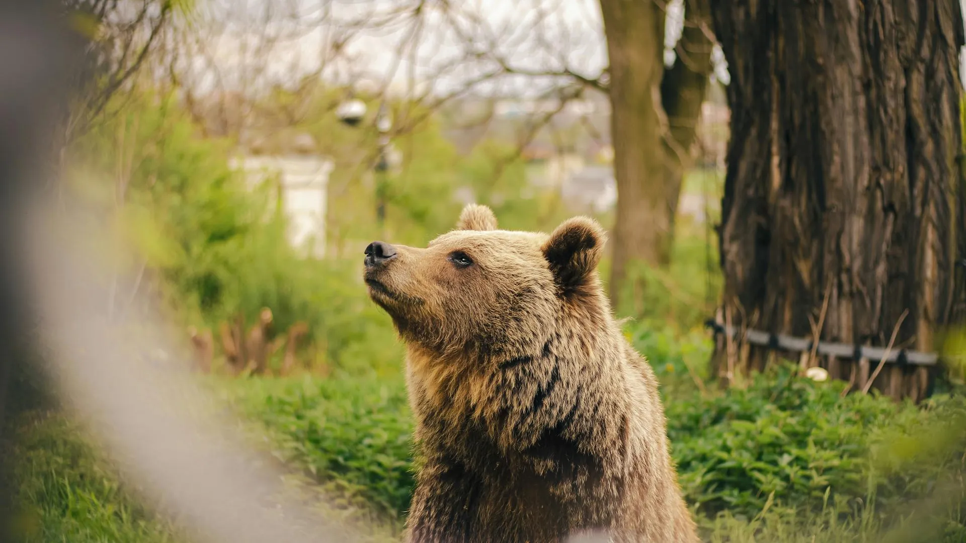 В ХМАО медведь гулял у больницы и успешно скрылся от силовиков
