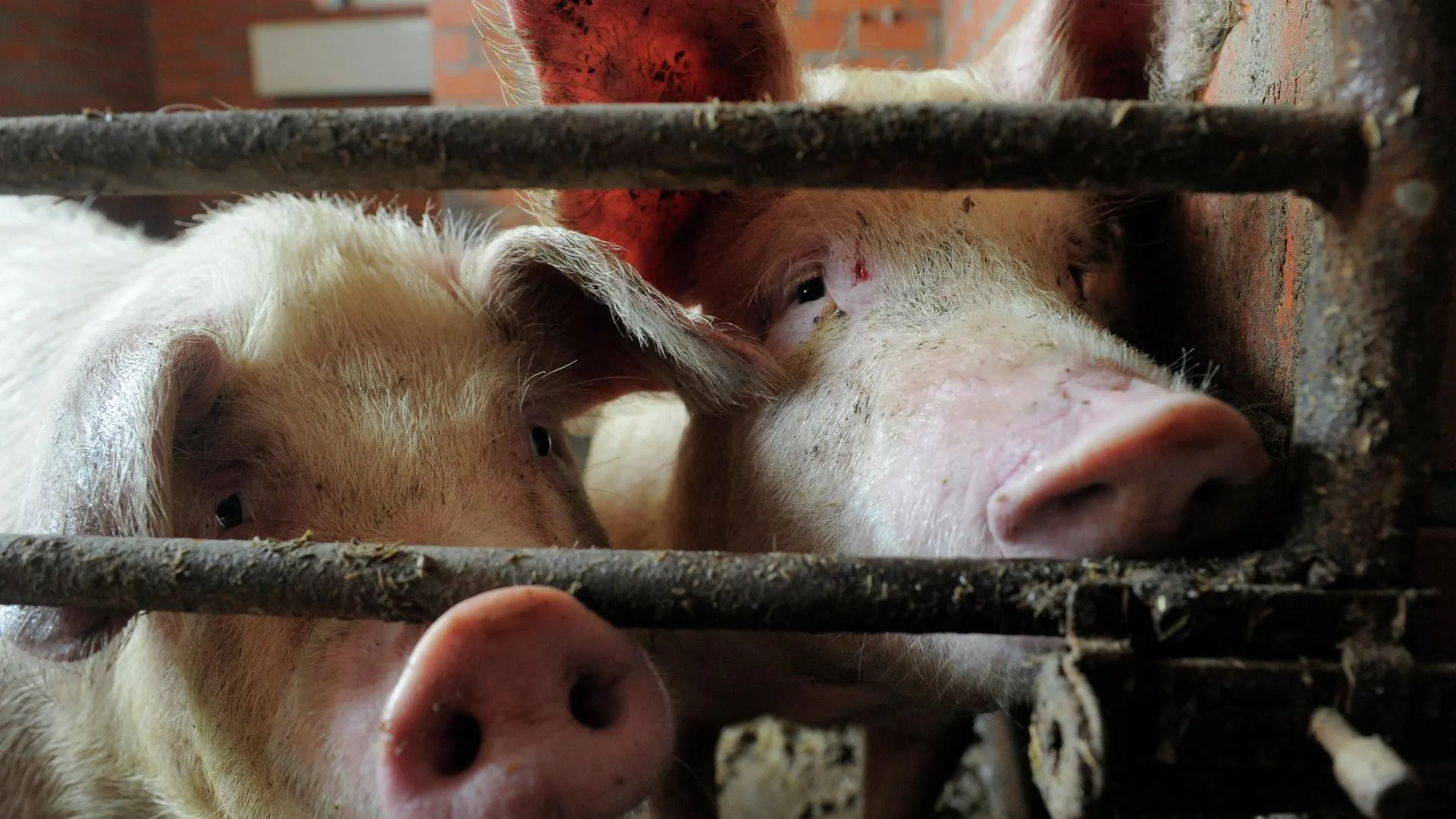 Карантин по африканской чуме свиней ввели на территории Клинского района