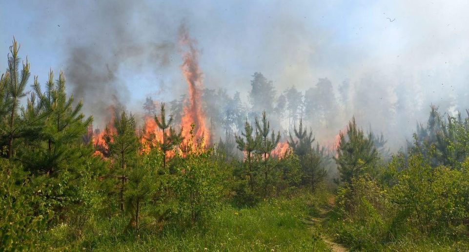 Жителям Подмосковья рассказали о лесопожарной обстановке в лесах на 25-27 мая