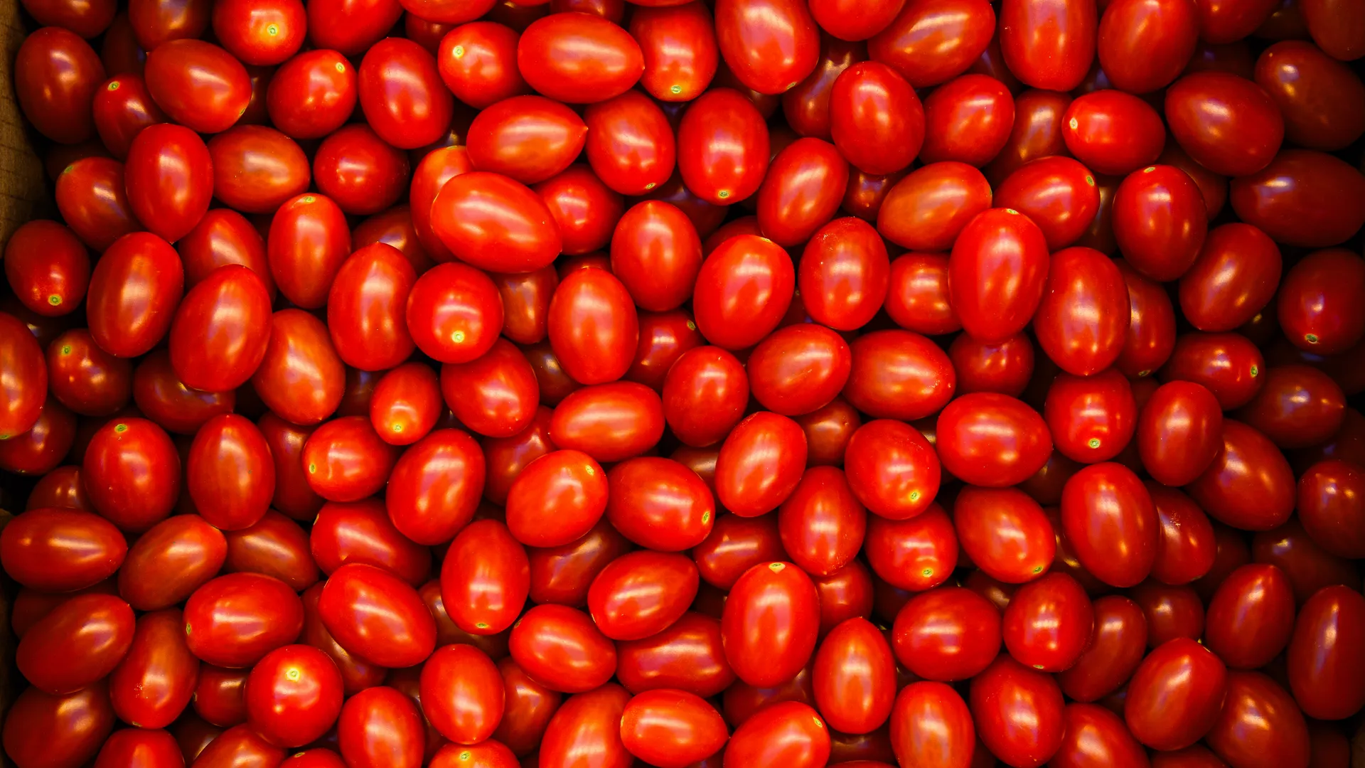 Позднякова: прохладные ночи в Московском регионе могут погубить урожай томатов