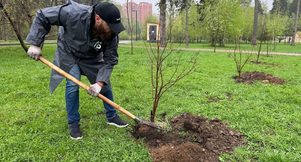 Во время акции «День добрых дел» в Подмосковье высадили свыше 7,8 тыс деревьев